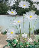 Giant daisies set with floral arrangement base